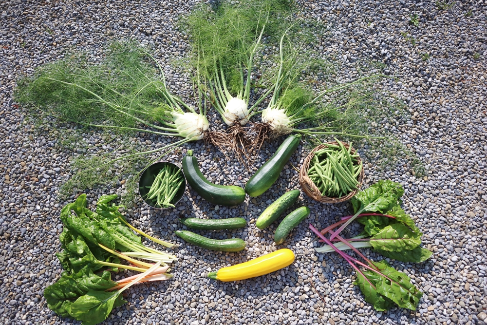 Mein erstes Gartenjahr